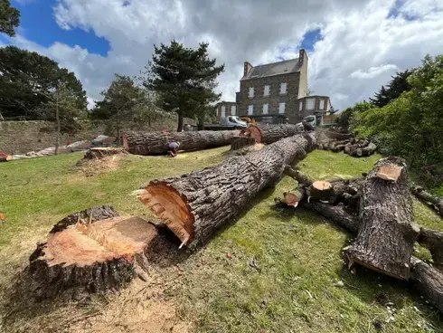 abattages arbres  à Cléder - image 3