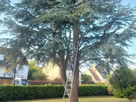 abattages arbres  à Locquénolé - image 3