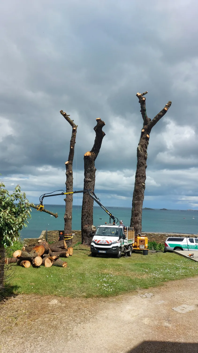 abattages arbres morlaix