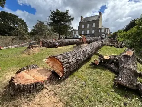 abattages arbres  à Plouescat - image 3