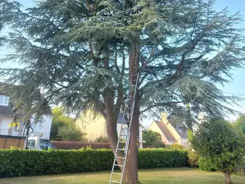 abattages arbres  Plouescat-5