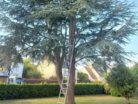 abattages arbres  Taule-1