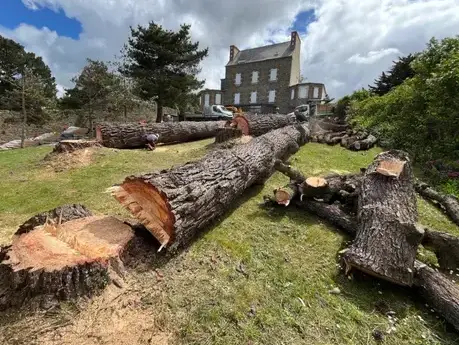 abattages arbres  à Taule - image 2