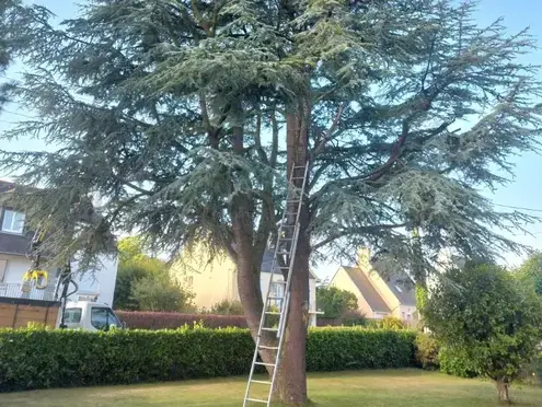 arboriste à Cléder - image 2