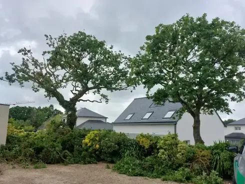 arboriste à Cléder - image 3