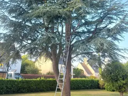 arboriste grimpeur  à Cléder - image 2