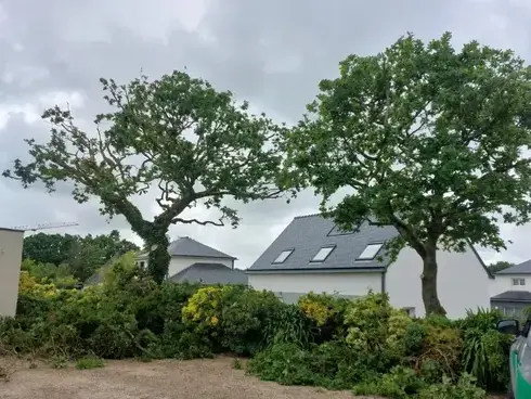 arboriste grimpeur  à Locquénolé - image 2