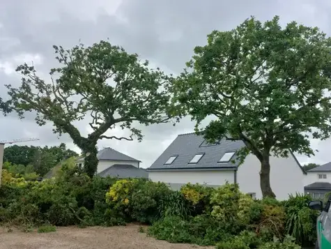 arboriste grimpeur  à Plouescat - image 2