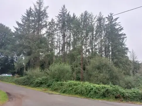 arboriste grimpeur  à Plouescat - image 4