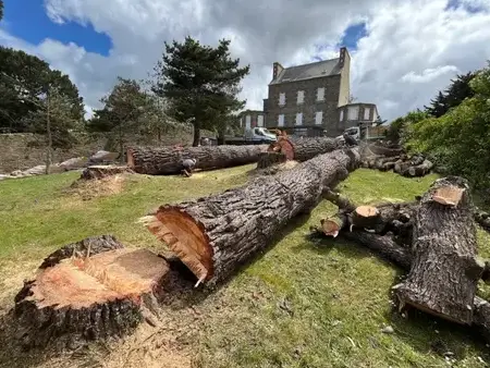 arboriste grimpeur  à Taule - image 2