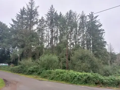 arboriste grimpeur  à Taule - image 4
