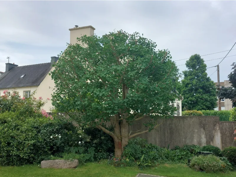after-image
