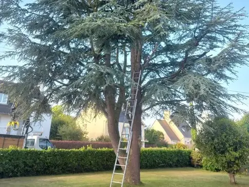 arboriste à Locquénolé - image 2