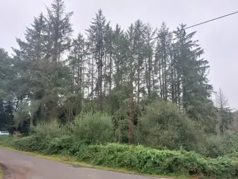arboriste à Locquénolé - image 4