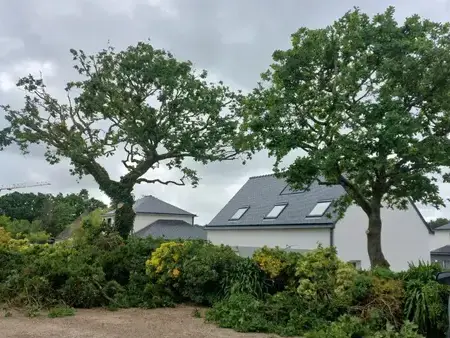 arboriste Locquénolé-5