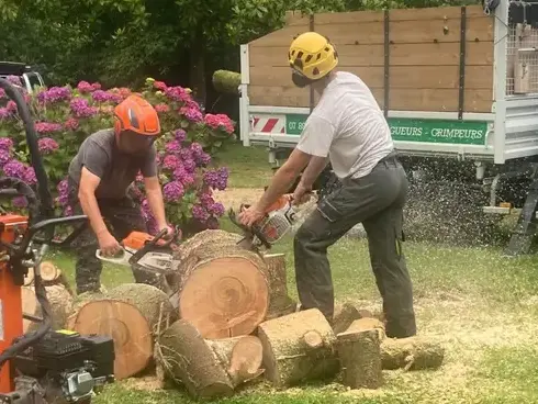 arboriste à Plouescat - image 2