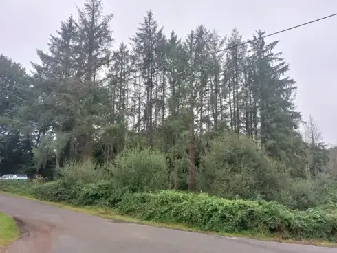 arboriste à Plouescat - image 3