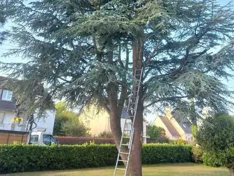 arboriste à Plouescat - image 4