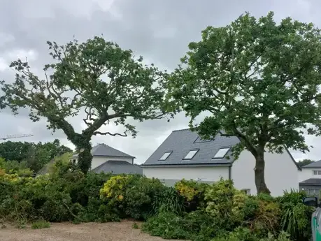 arboriste Plouescat-5