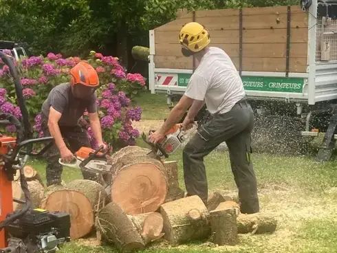 arboriste à Taule - image 2