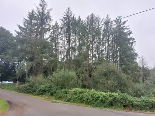 arboriste à Taule - image 3