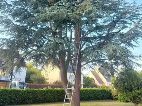 arboriste à Taule - image 4