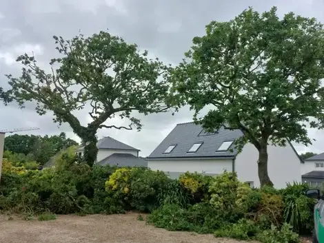 arboriste Taule-5