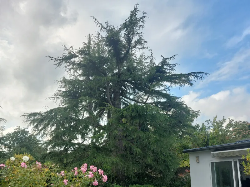 before-image