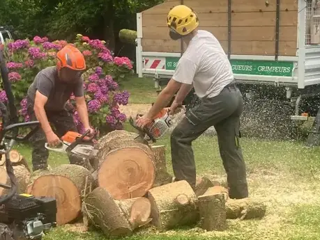 bucheronnage à Locquénolé - image 3