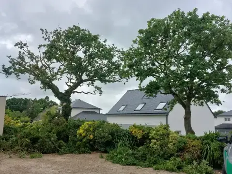 bucheronnage à Plouescat - image 4