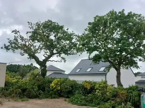élagueur-grimpeur  Cléder-5