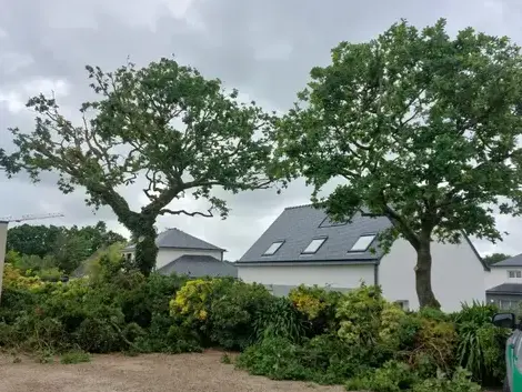 élagueur-grimpeur  à Plouescat - image 4