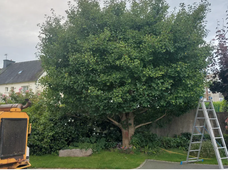 before-image