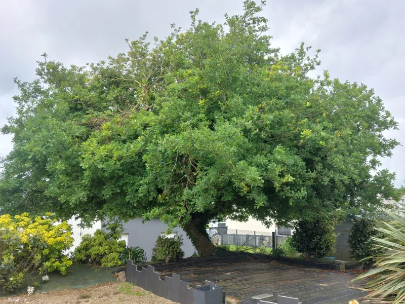 before-image