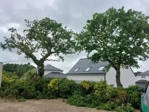 élagueur à Taule - image 3